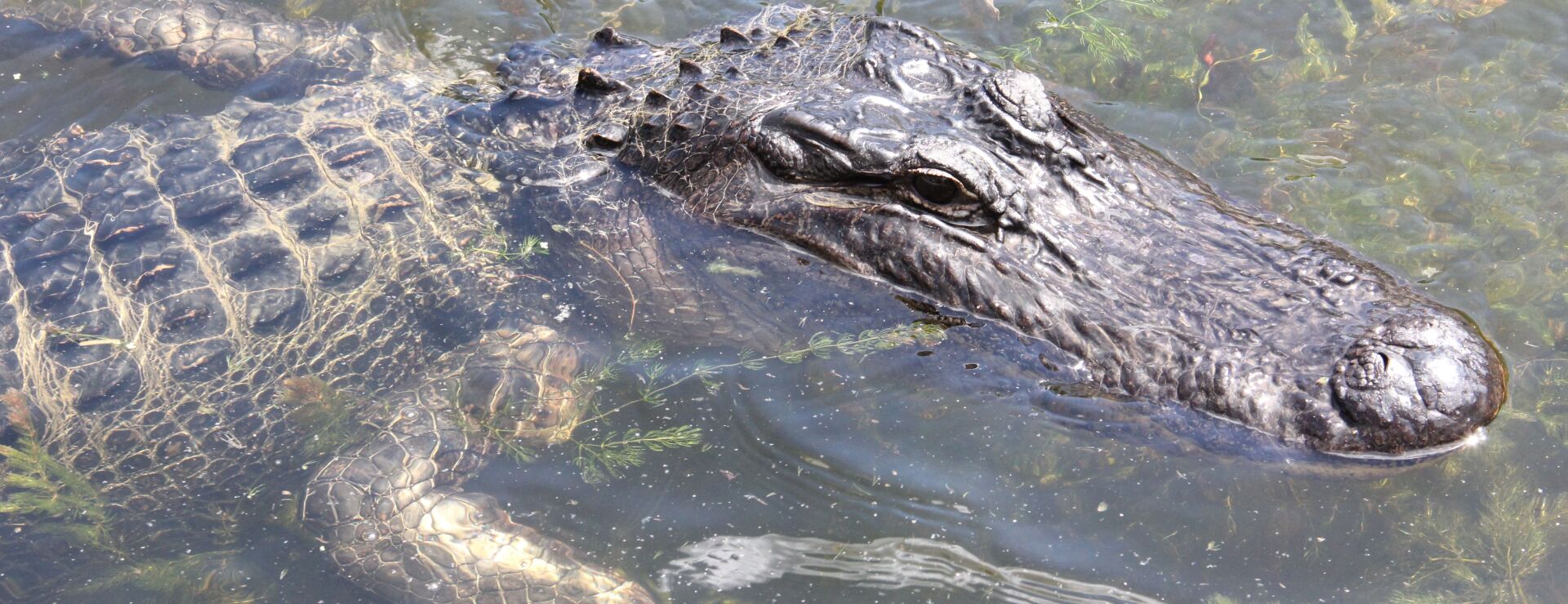 California Ban on Importing Alligator, Crocodile Parts on Hold
